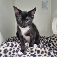 Photo of Mango
