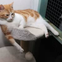 Photo of Tommee Available At Pet Quarters Glendale