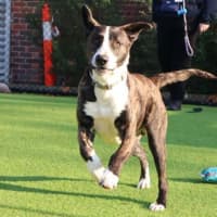 Photo of Spud