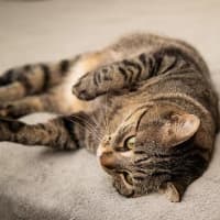 Photo of Vincent