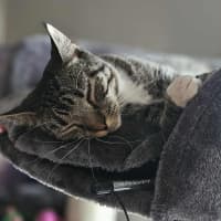 Photo of Tabitha *9 Lives Project Rescue*