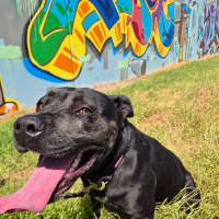 Photo of Puma (68119)