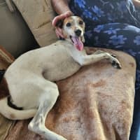 Photo of Abbott & Costello