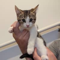 Photo of Sophia Golden