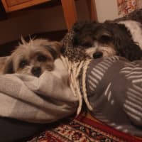 Photo of Ollie & Marlo   10 & 7 Year Old Cavoodle (Trial)