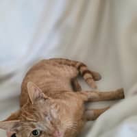 Photo of Saffron 🧡