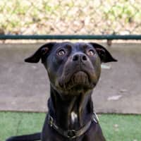 Photo of Zuri
