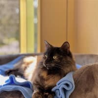 Photo of Zelda