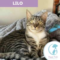 Photo of Lilo