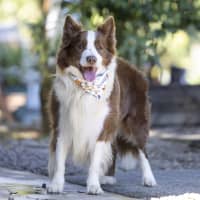 Photo of Oscar Pawastri