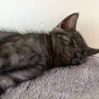 Photo of Amari