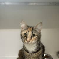 Photo of Zara