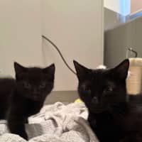 Photo of Ebony & Pip 