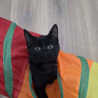 Photo of Bosley (Was Ketchup)