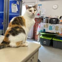 Photo of Lady Jellybean