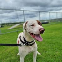 Photo of Wesson 