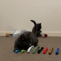 Photo of Circe **2nd Chance Cat Rescue**