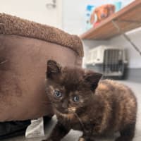 Photo of Blossom 🧡