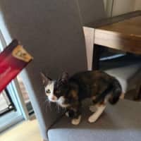 Photo of Artemis