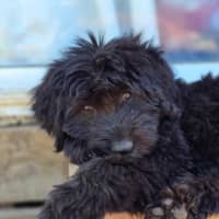 Photo of Tenderheart