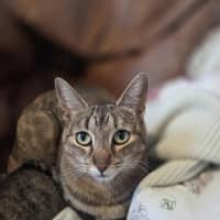 Photo of Milo / Otis