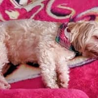 Photo of Poppy