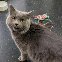 Photo of Allegro