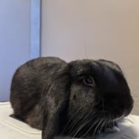 Photo of Boots
