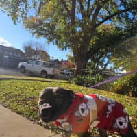 Photo of Frodo