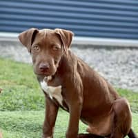 Photo of Buddy