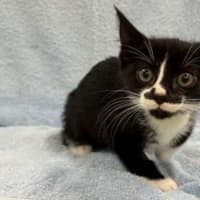 Photo of Orca