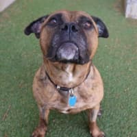Photo of Sharon 'Shazza' Pawsborne