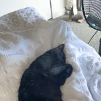 Photo of Blaze   Located In Windsor