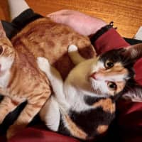 Photo of Rosie & Rudy 