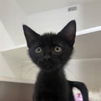 Photo of Jinx