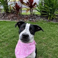 Photo of Nova