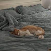 Photo of Chester 