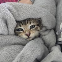 Photo of Meowly**2nd Chance Cat Rescue **