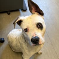 Photo of Bronco