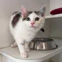 Photo of Olive