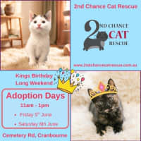 Photo of Razzle ** 2nd Chance Cat Rescue**