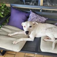 Photo of Bibi