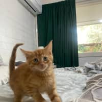 Photo of Hercules   Located In Ashwood