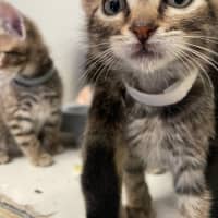 Photo of Ember