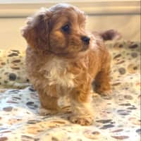 Photo of Rosie