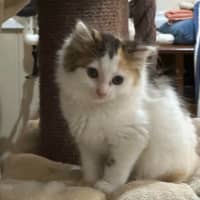 Photo of Cotton Socks