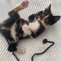 Photo of Poppy