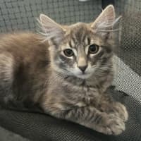 Photo of 11789   Rainbow