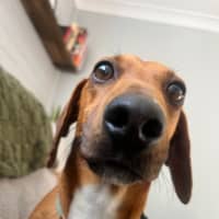 Photo of Happy   2 Year Old Dachshund X