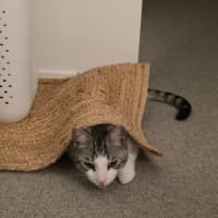 Photo of Cassian   In Foster Care In Melbourne